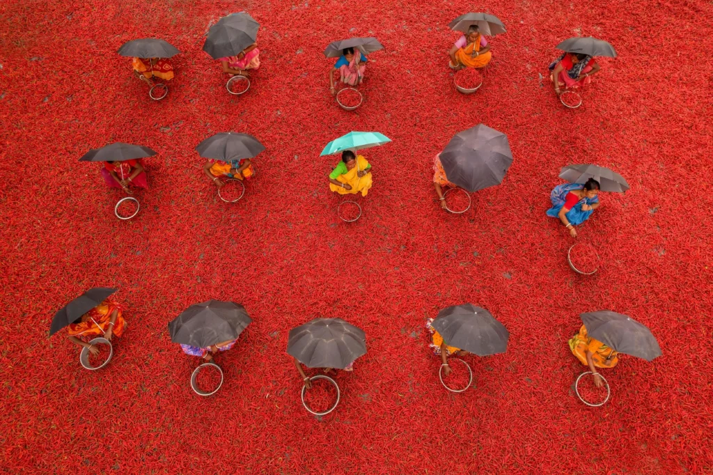 Women with umbrellas drying red chilies outdoors in West Bengal, India. Vibrant aerial perspective.